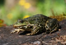 Green Hopper Stock Images Green Hopper Stock Images