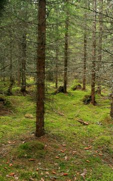 Old Spruce Forest Royalty Free Stock Photography