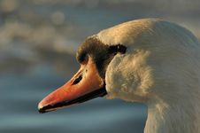 Portrait Of A Swan Royalty Free Stock Images Portrait Of A Swan Royalty Free Stock Images