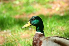 Male Mallard Duck Royalty Free Stock Images