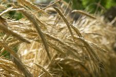 Wheat Spikes Stock Image Wheat Spikes Stock Image