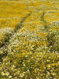 Field Of Yellow Flowers Stock Photography Field Of Yellow Flowers Stock Photography
