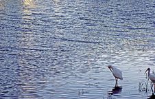 Water And Birds At Dusk Stock Photo Water And Birds At Dusk Stock Photo
