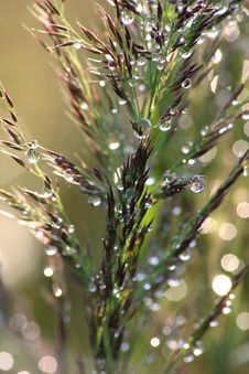Drop Of Water Royalty Free Stock Photo Drop Of Water Royalty Free Stock Photo