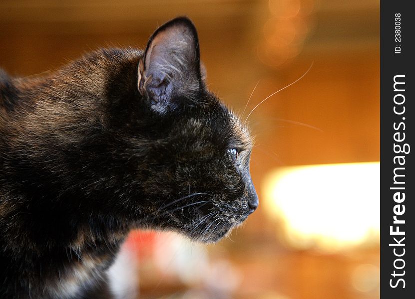 Portrait of cat in profile