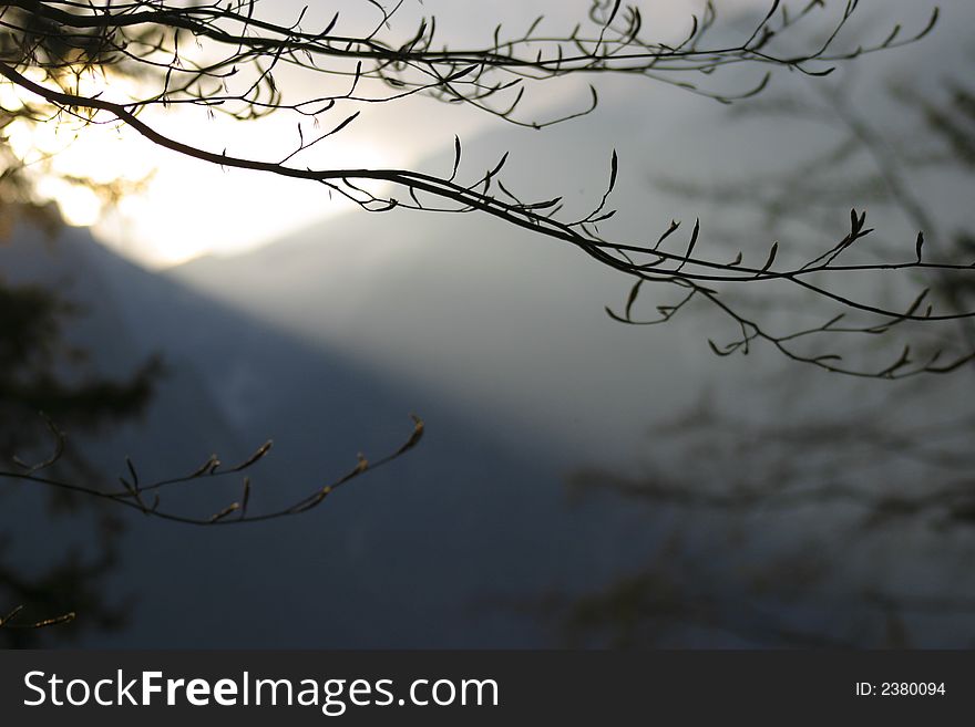 Tree braches against the sunset