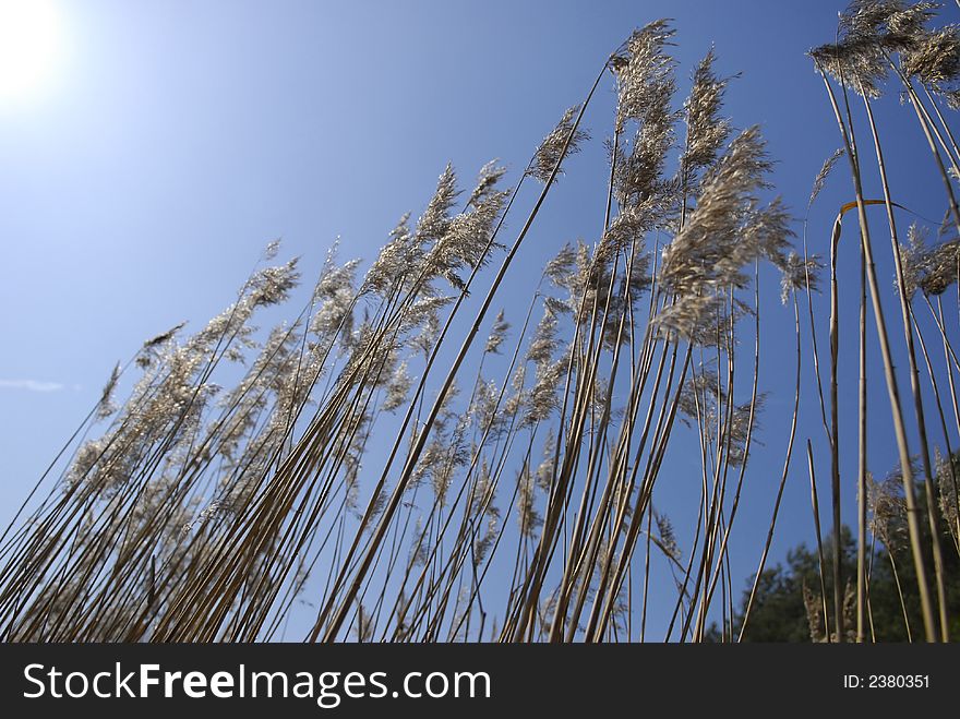 Reeds on blue  sky background. Reeds on blue  sky background