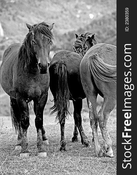 Horses feeling free on the hills. Horses feeling free on the hills