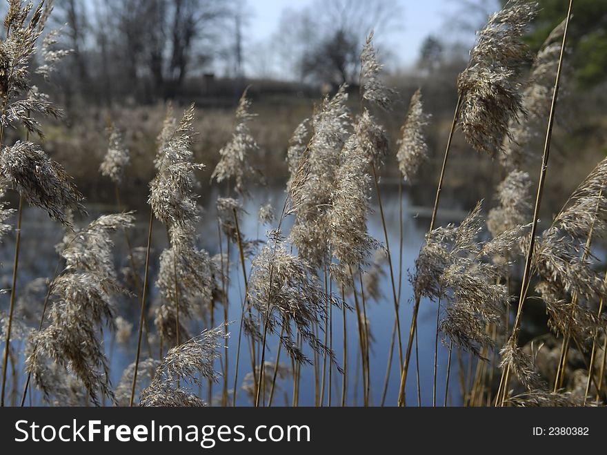 Reeds close up in front of pond