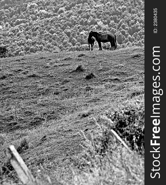 Horses feeling free on the hills. Horses feeling free on the hills