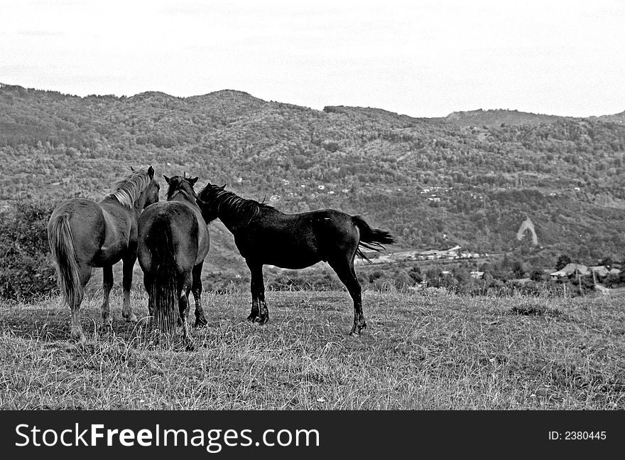 Horses feeling free on the hills. Horses feeling free on the hills