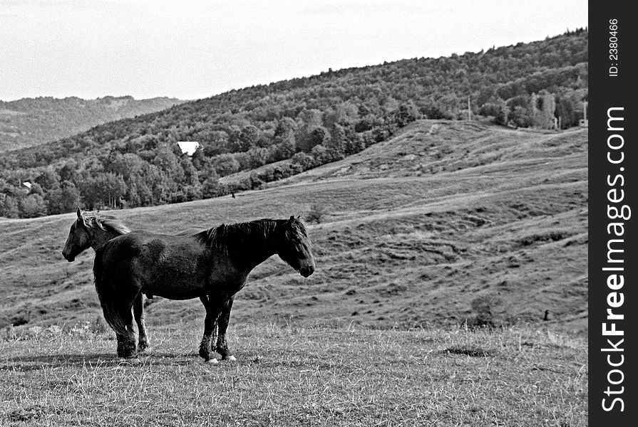 Horses feeling free on the hills. Horses feeling free on the hills