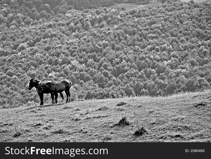 Horses feeling free on the hills. Horses feeling free on the hills
