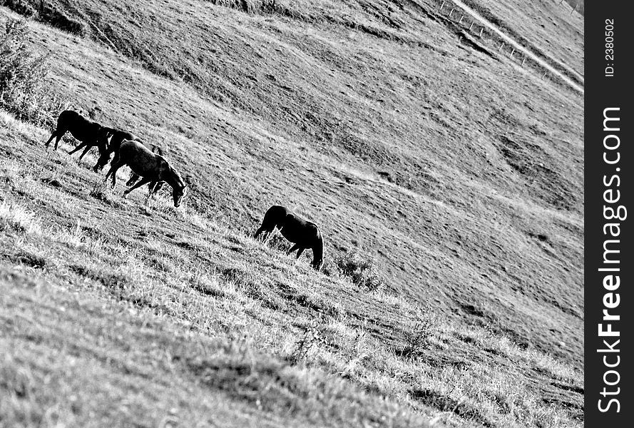 Horses feeling free on the hills. Horses feeling free on the hills