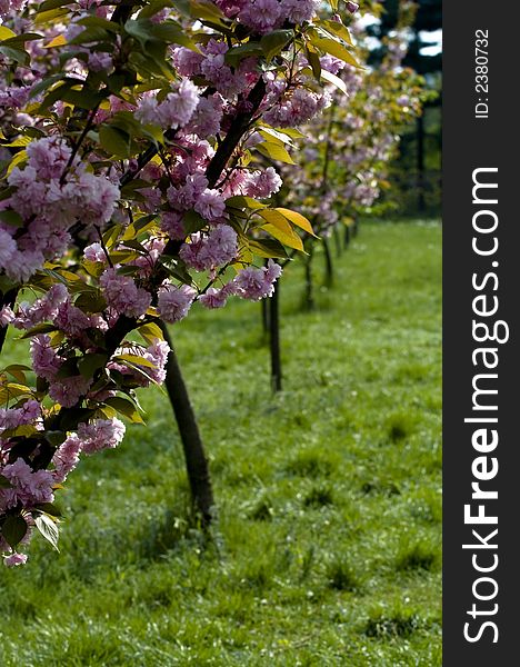 Tree braches with flowers in a park