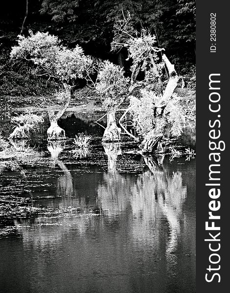 Trees' reflections in a lake