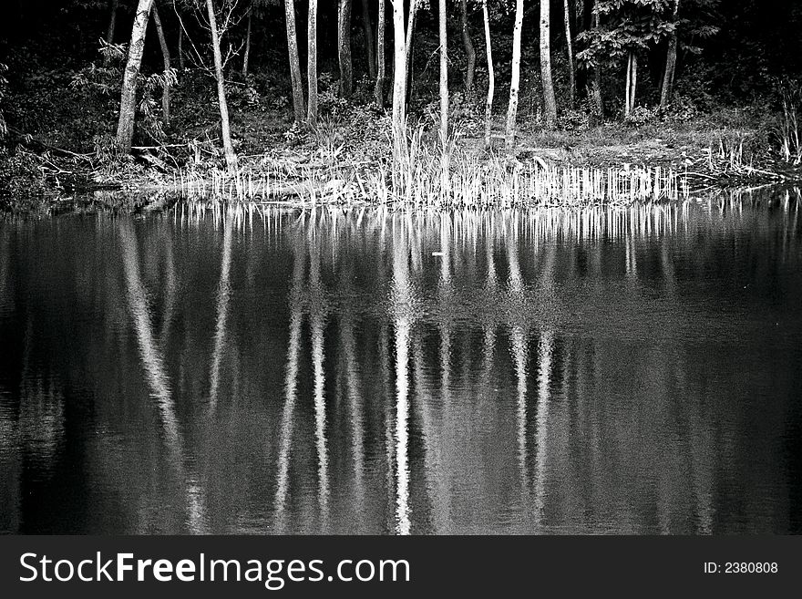 Trees' reflections in a lake