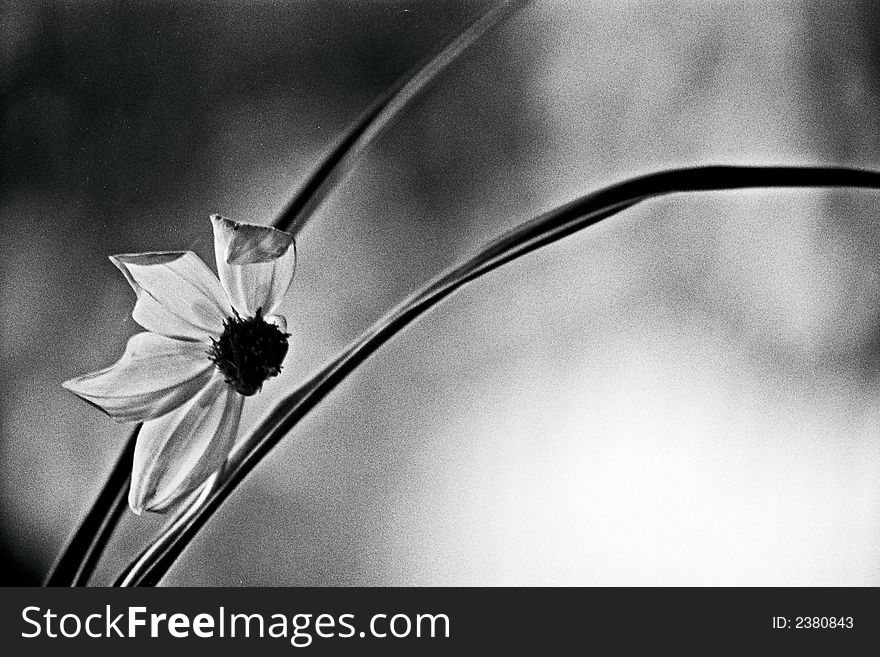 Image of flower and two leaves. Image of flower and two leaves