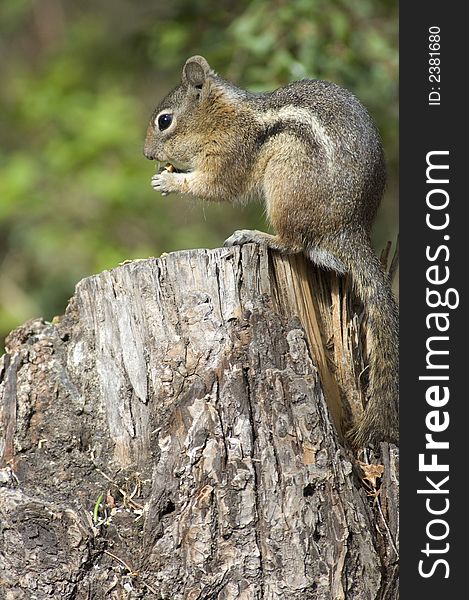 Chipmonk eating a peanut while standing on a stump