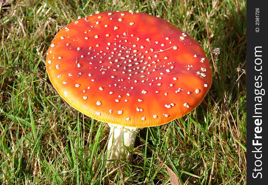 Single flat red mushroom with white speckles. Single flat red mushroom with white speckles