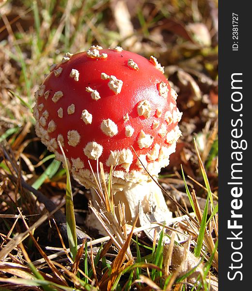 Single red button mushroom with white speckles