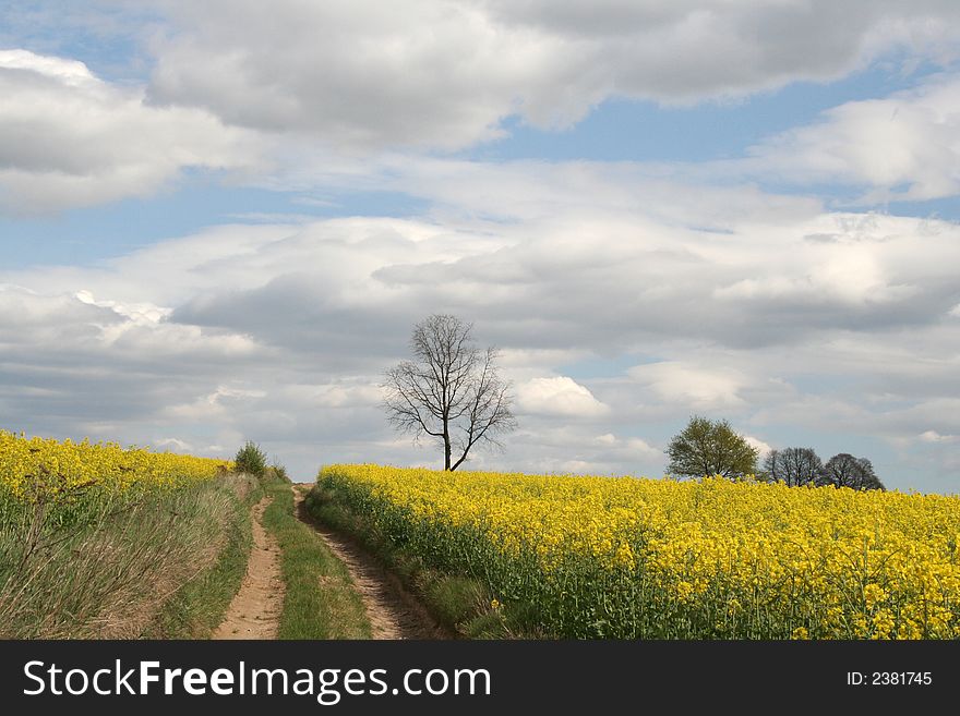 Landscape - yellow field and lonely tree. Landscape - yellow field and lonely tree