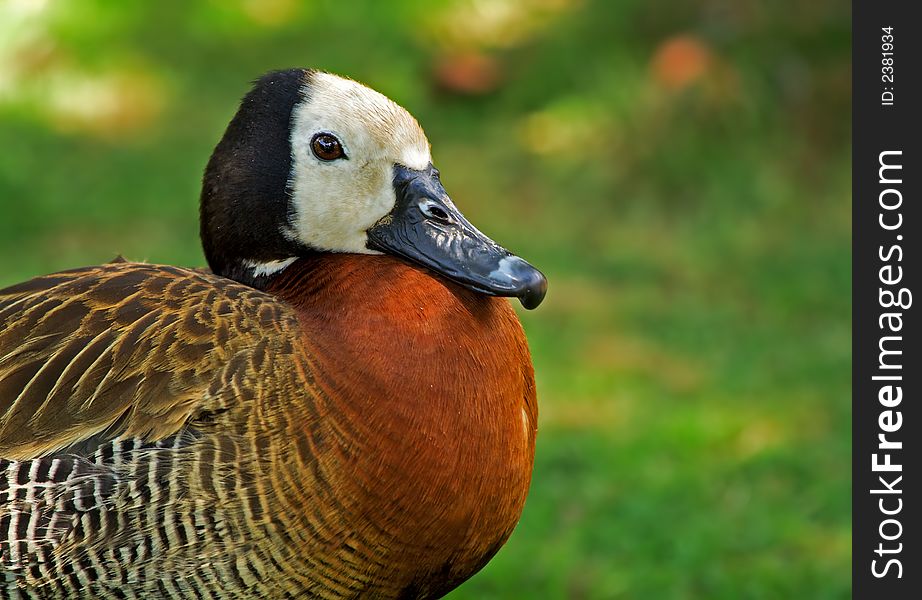 Close-up of a White-faced Whistling Duck. Close-up of a White-faced Whistling Duck