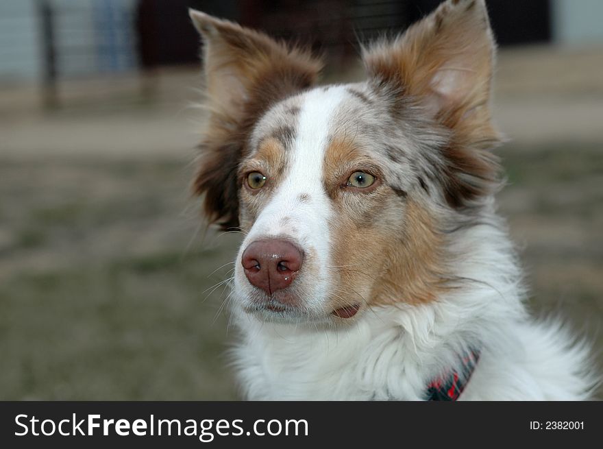 Head of Australian Shepherd dog with wet nose.