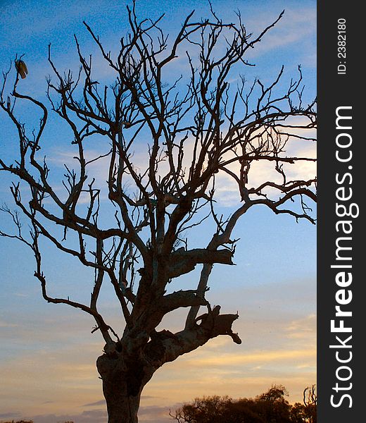 Roosting Hawk in dead tree, dusk, near Agnes Water, Australia. Roosting Hawk in dead tree, dusk, near Agnes Water, Australia