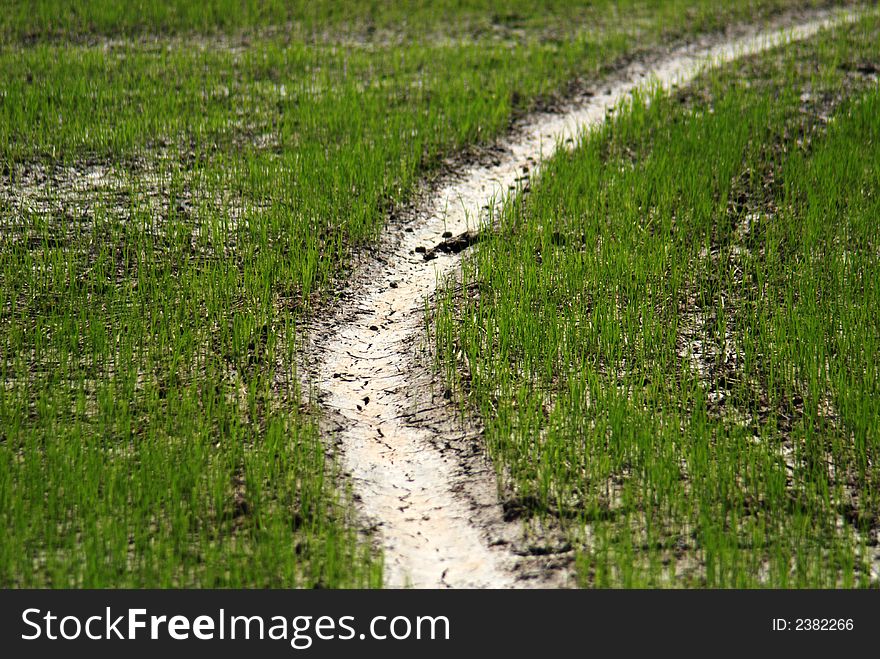 Paddy field at the countryside