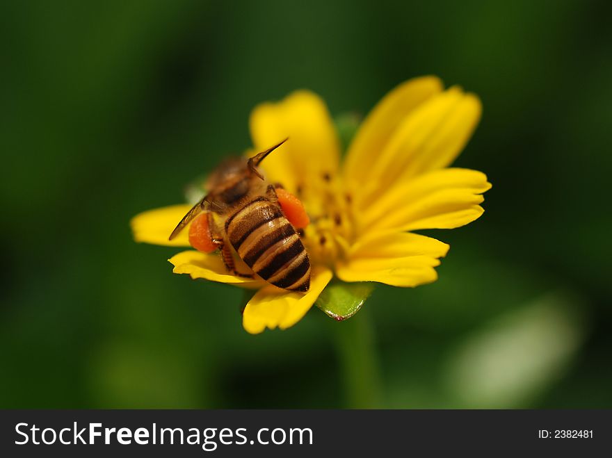 Bee and flowers at the gardens