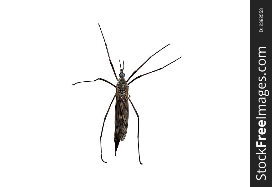 Macro photo of a bug isolated on white