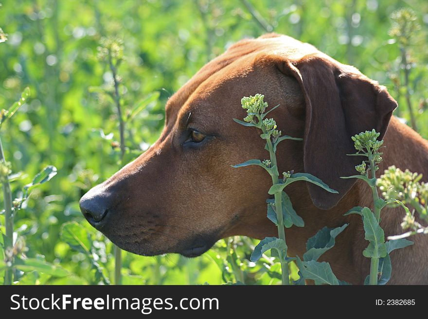 Rhodesian ridgeback watching in a green field