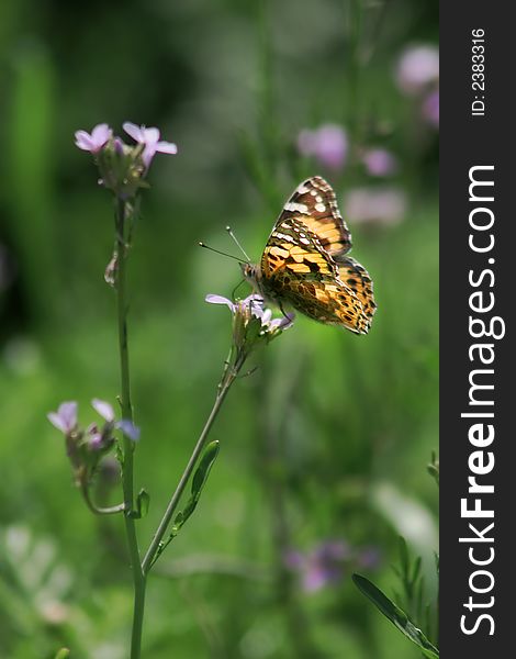 Picture of flower and butterfly, Israel. Picture of flower and butterfly, Israel.