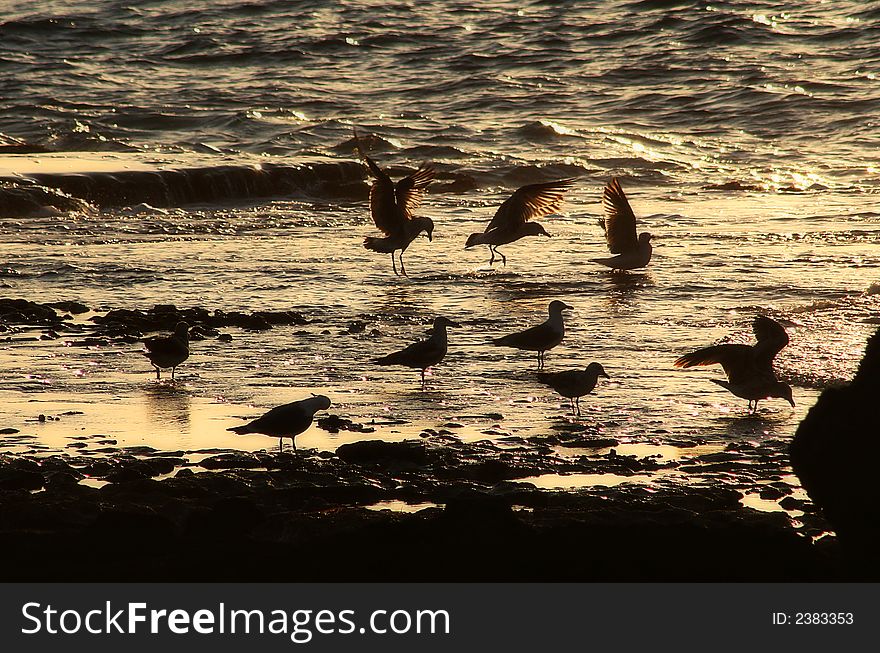 Picture of seagulls on Mediterranean sea, Israel. Picture of seagulls on Mediterranean sea, Israel.