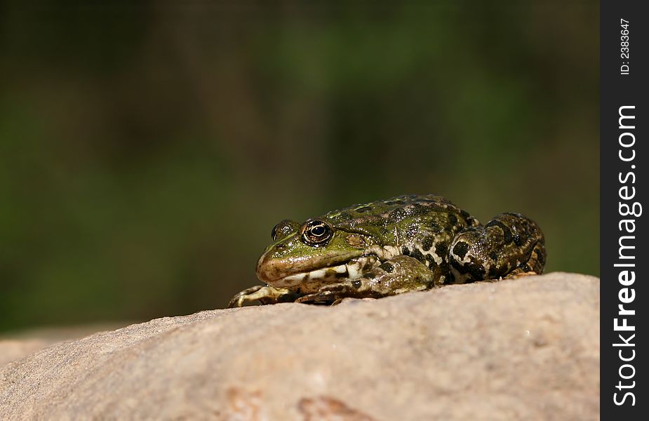 Green frog sitting on stone