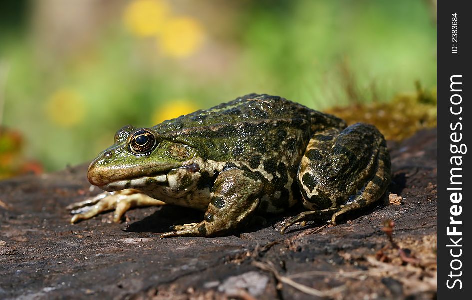 Green hopper sitting on wooden stump