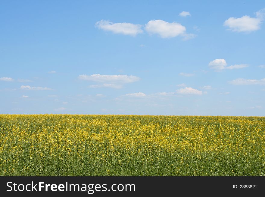 Meadow of yellow rapeseed flowers in the summertime. Meadow of yellow rapeseed flowers in the summertime