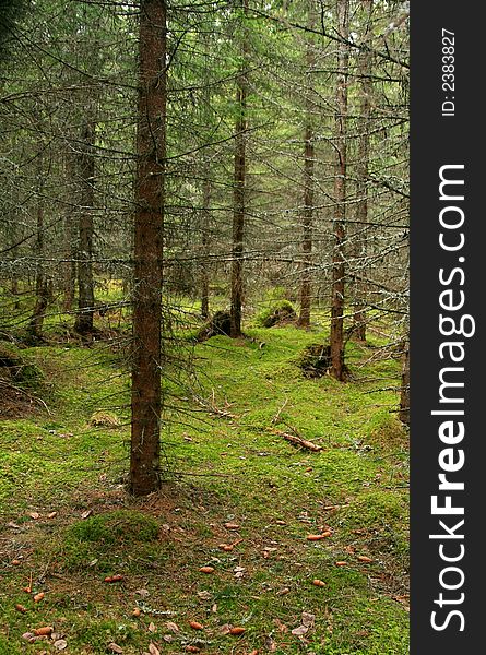 Old and dry spruce forest. Bottom covered with green moss. Old and dry spruce forest. Bottom covered with green moss