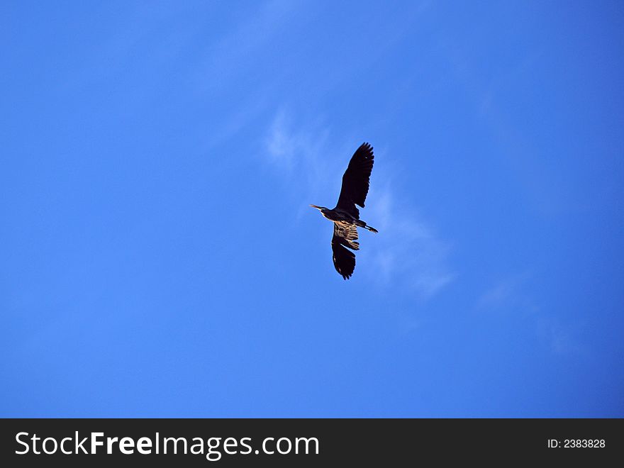 Bird Sailing in Windy Sky. Bird Sailing in Windy Sky