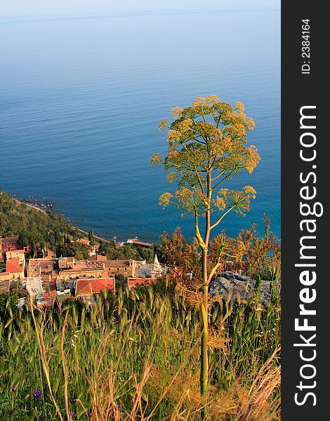 Typical mediterranean vegetation and sea in sicily