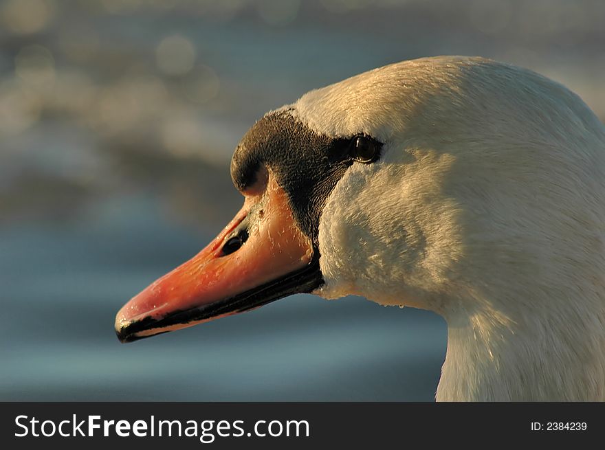 Portrait of a swan in beams of the coming sun