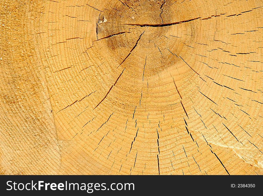 Close-up shot from wood. Close-up shot from wood
