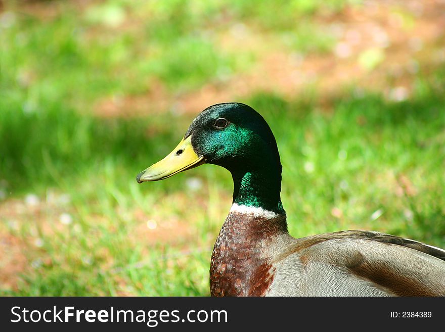 Male Mallard Duck