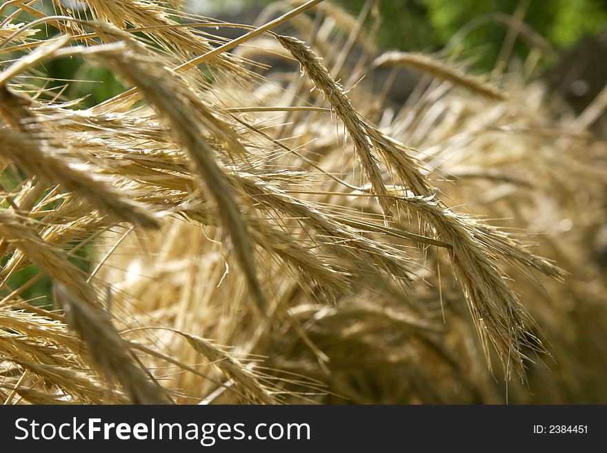 Close up of wheat spikes