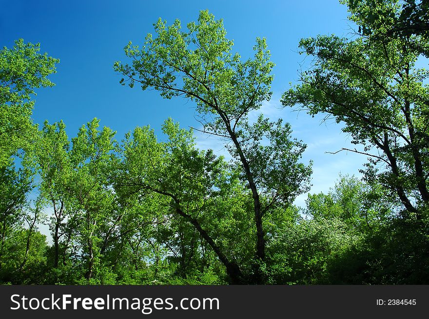Tree in summer situate opposite blue sky. Tree in summer situate opposite blue sky