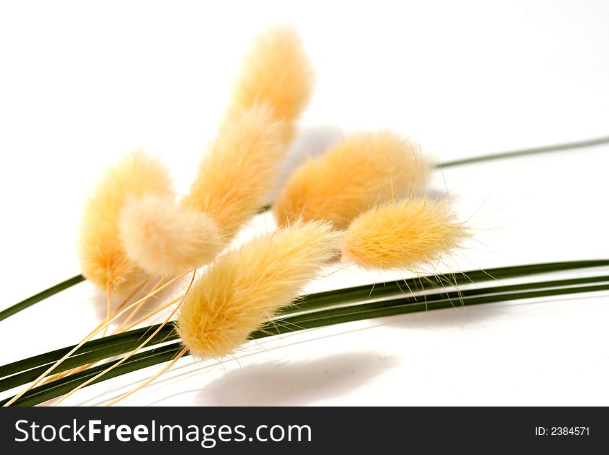 Bunch of dried flowers isolated on white