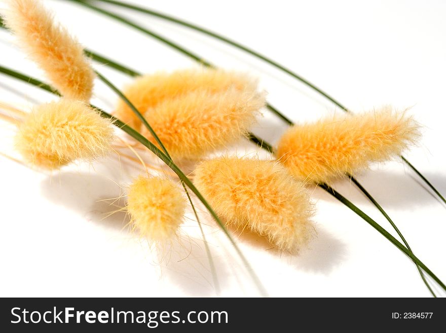 Bunch of dried flowers isolated on white