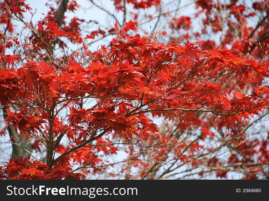 A Japenese red maple tree.