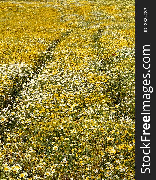 A field of yellow flowers with signs of wheels of a tractor